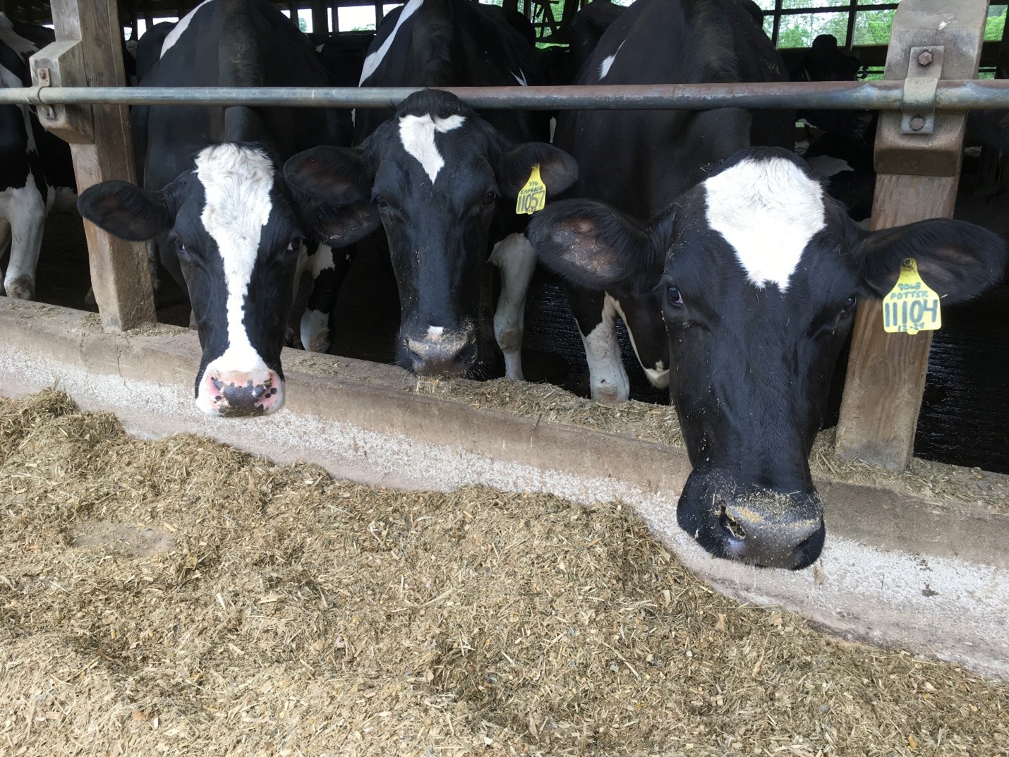 Cow Comfort is Top of Mind for Dairy Farmers | Explore Animal Health