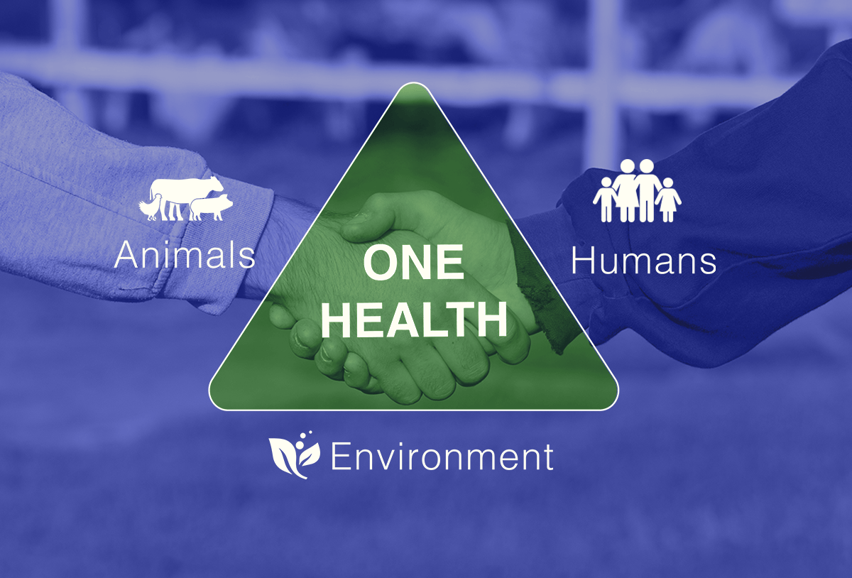 animal-antibiotics-health-graphic