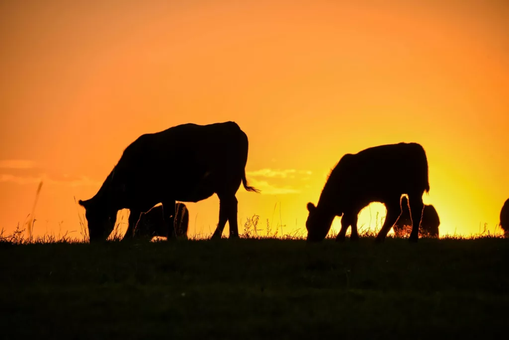 Silhouette of cows grazing