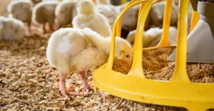 Chicks eating