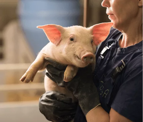 Woman holding a juvenile pig.