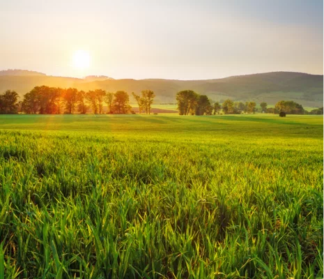 green field with sun rays shining down