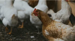 chickens