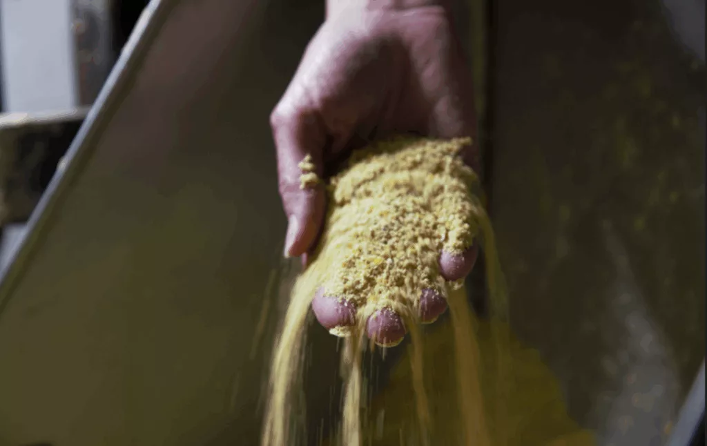 closeup of a hand letting grain fall through the fingers