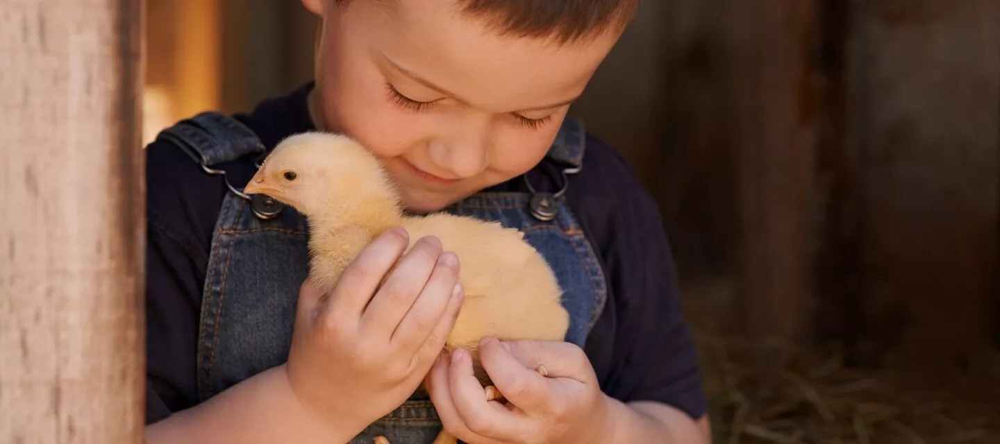 Small boy holding a chick