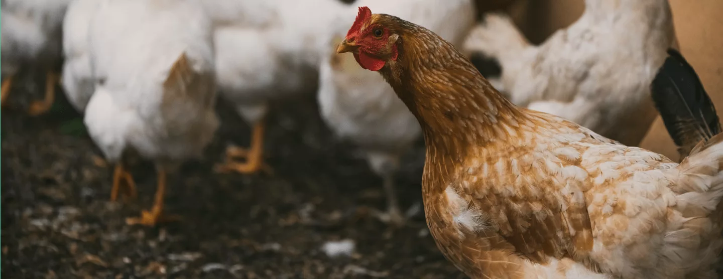 Closeup of a brown chicken with a group of white chickens in the background