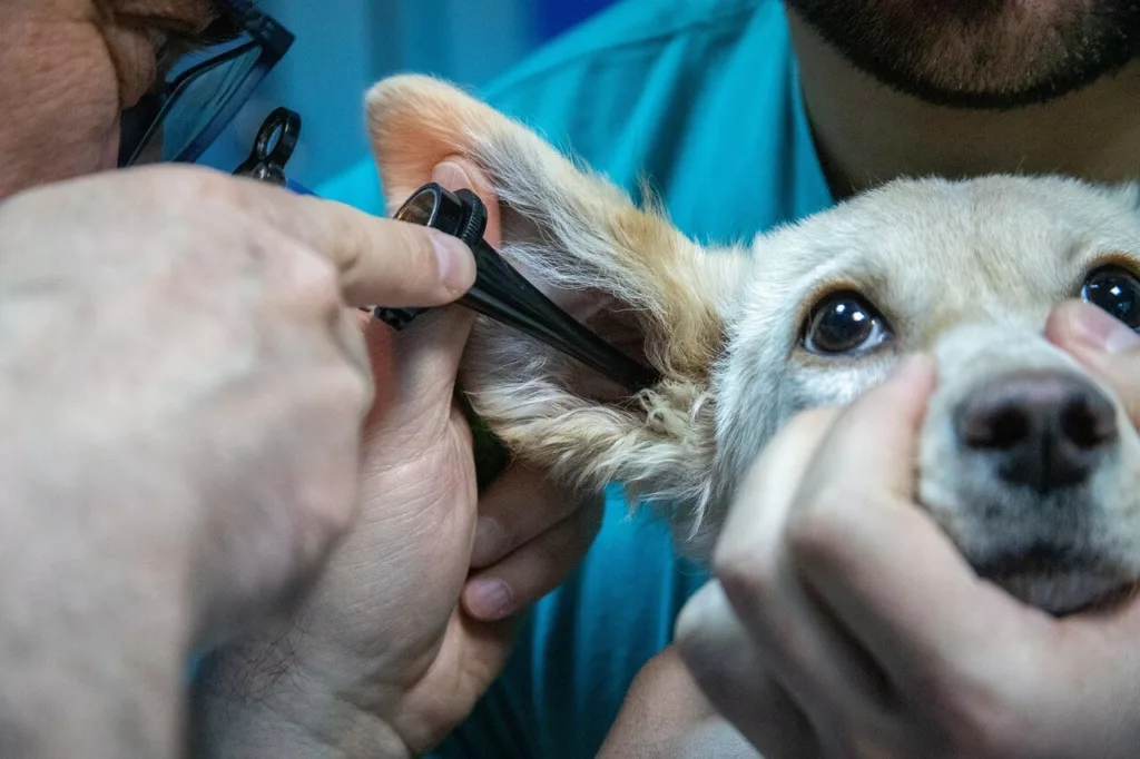 Vet looking into a puppies ear with an otoscope