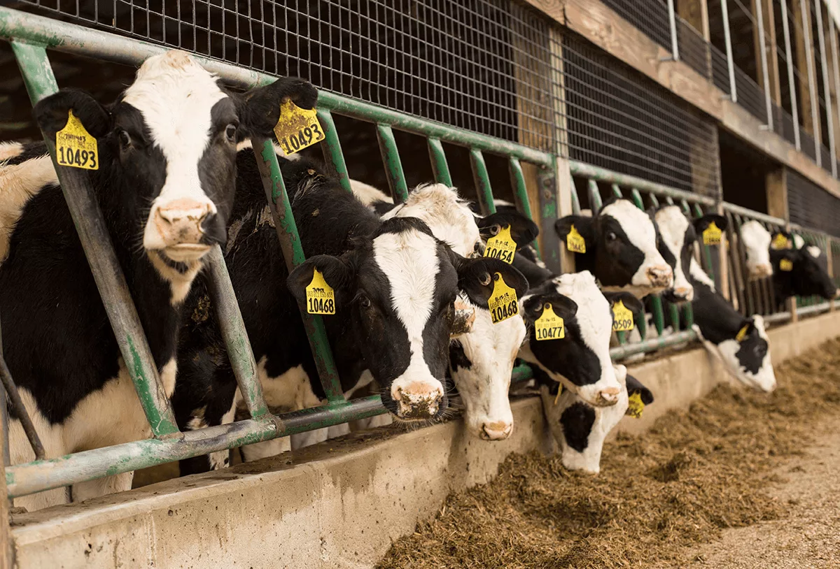 New Nutritional Products: A “natural” approach to animal health