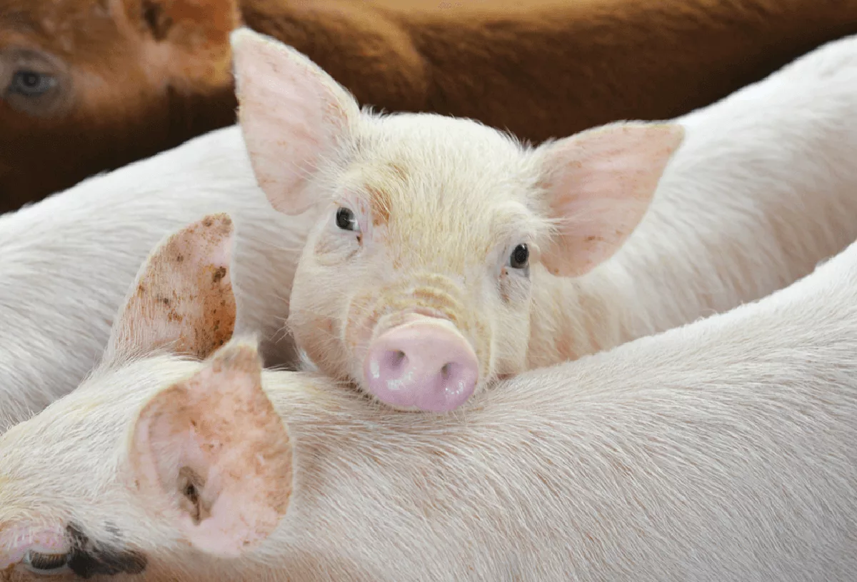 3 reasons why antibiotics are given to farm animals