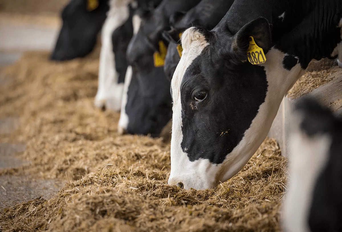 6 innovations that keep dairy cows healthy and help reduce the need for antibiotics