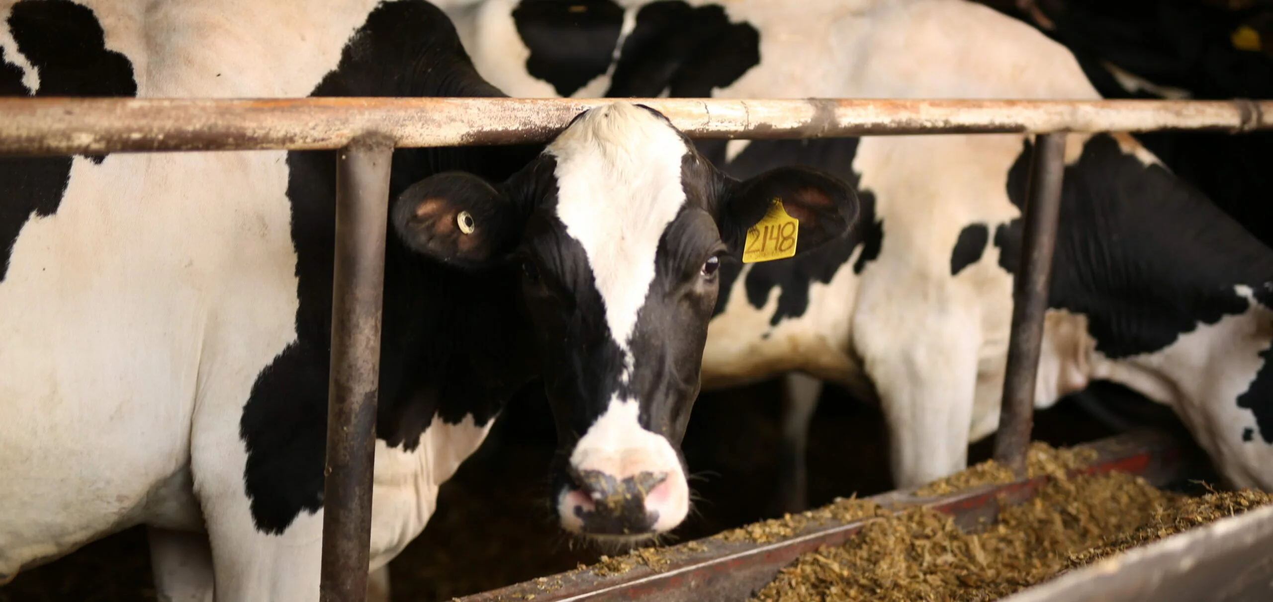 Dairy Demystified: 3 Things This Veterinarian Wants You to Know