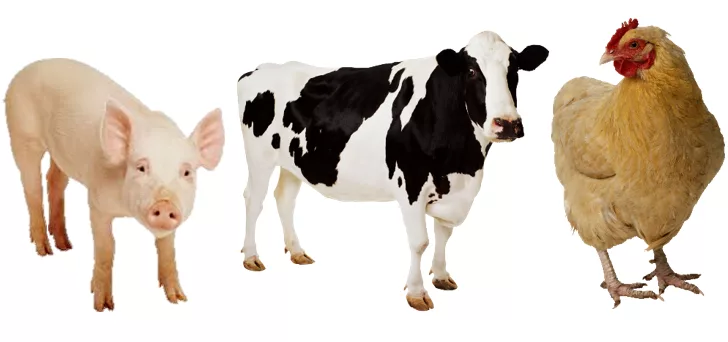 Online resource does good job explaining the complex subject of antibiotic resistance