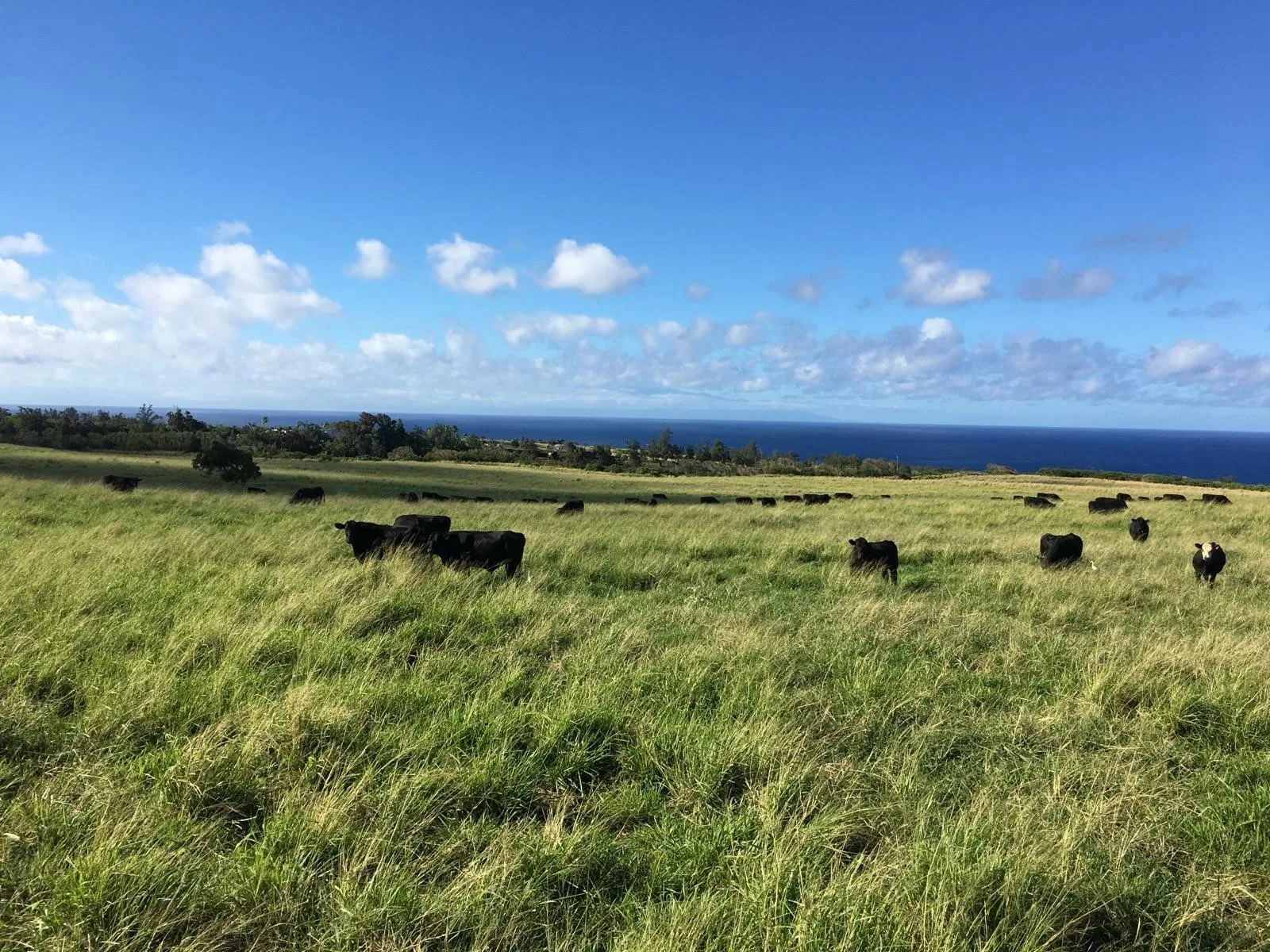 Can Our Diets Impact the Planet? The GHG Guru Weighs In