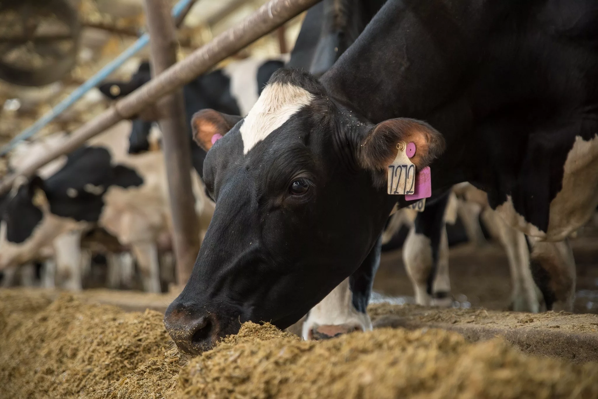 Tackling Food Waste: Turning “Leftovers” Into Animal Feed