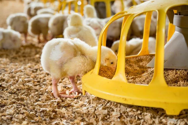 Stopping Animal Stress in its Tracks