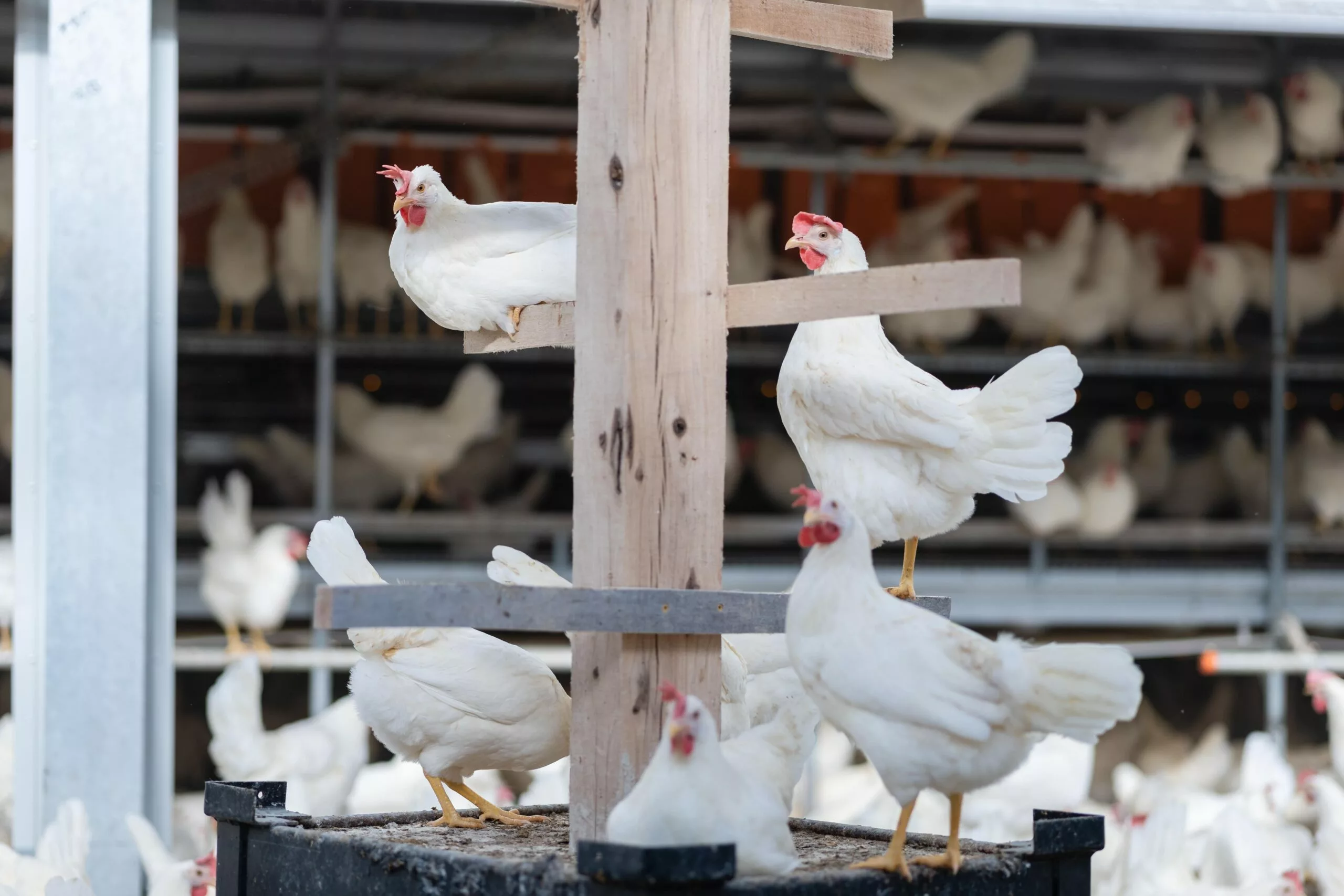 Sustainable Eggs: A New Approach Hatched in Indiana