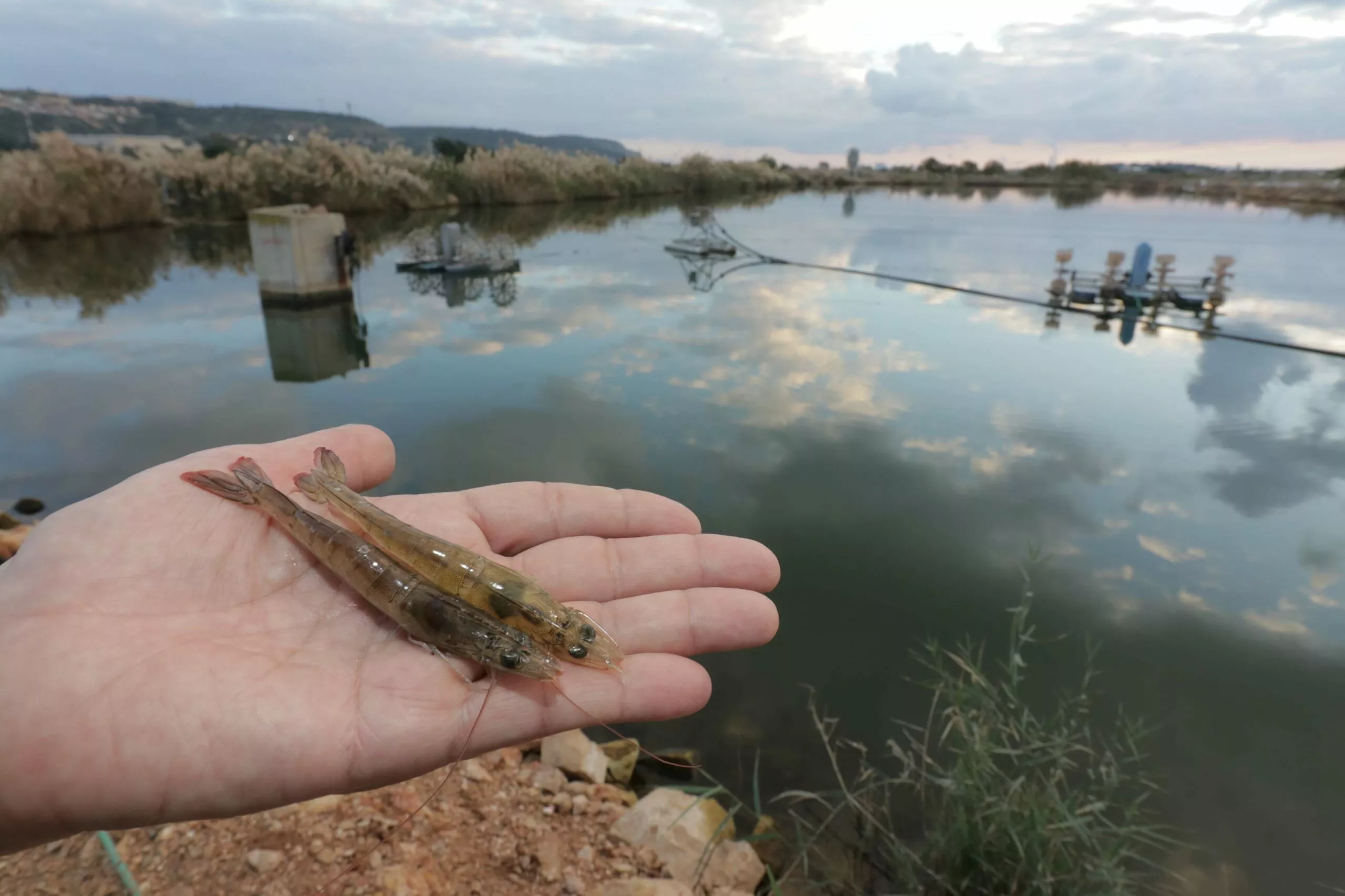 Dr. Dorman Asks: Is it okay to eat farmed fish?