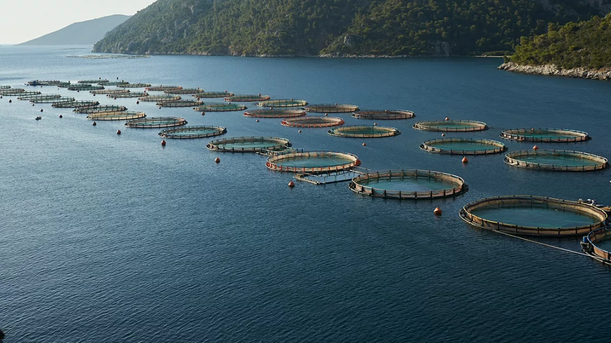 Let’s Dive In: Part 1 – Why are Fish Farmed?