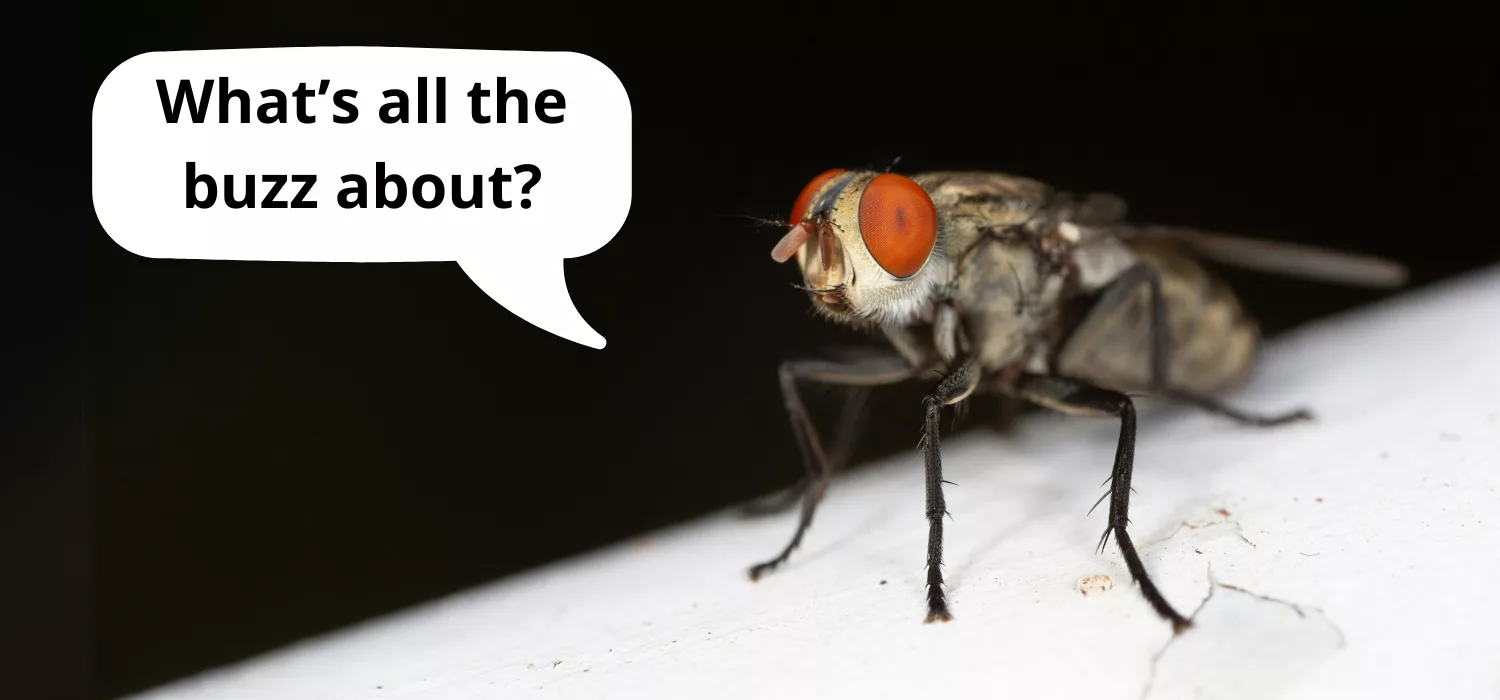 What Do Farm Animals Eat? Insects Could Be on the Menu!