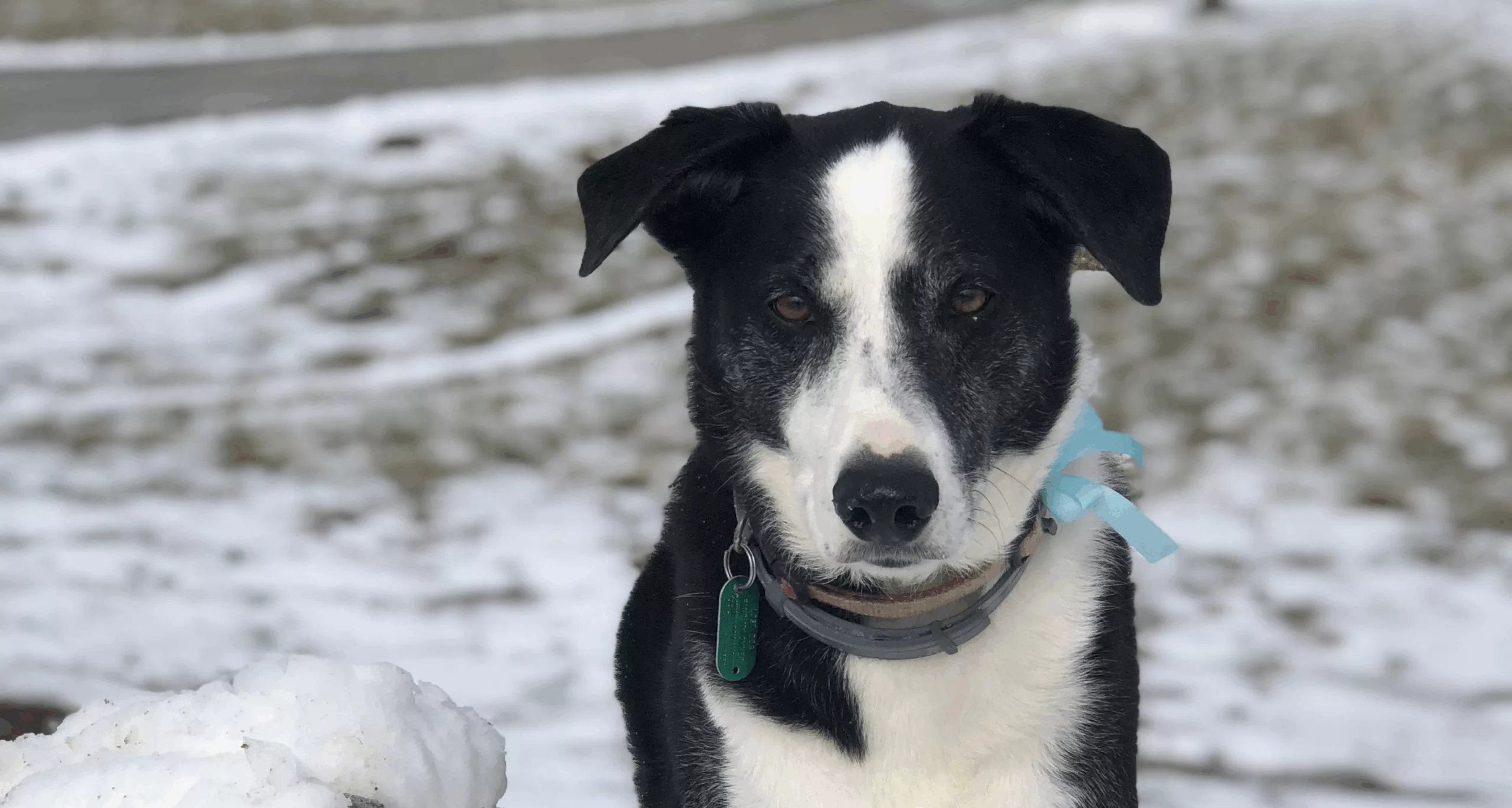 COVID-19: Are My Pets Susceptible?