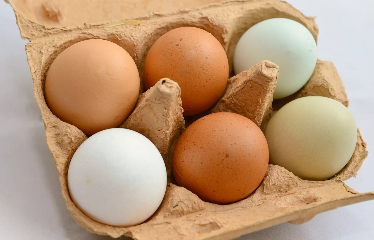 What’s the Difference Between Brown and White Eggs? You’ve Gotta Hear This