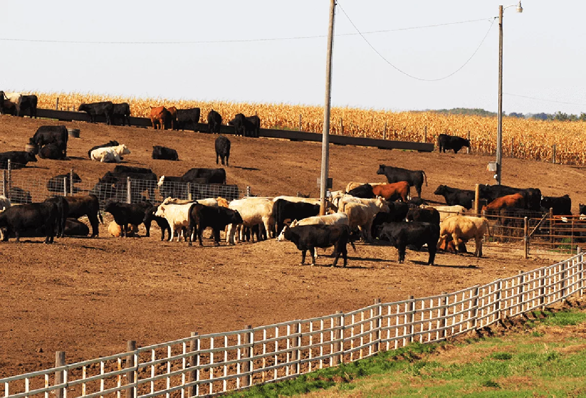Clearing the confusion on ‘factory farms’