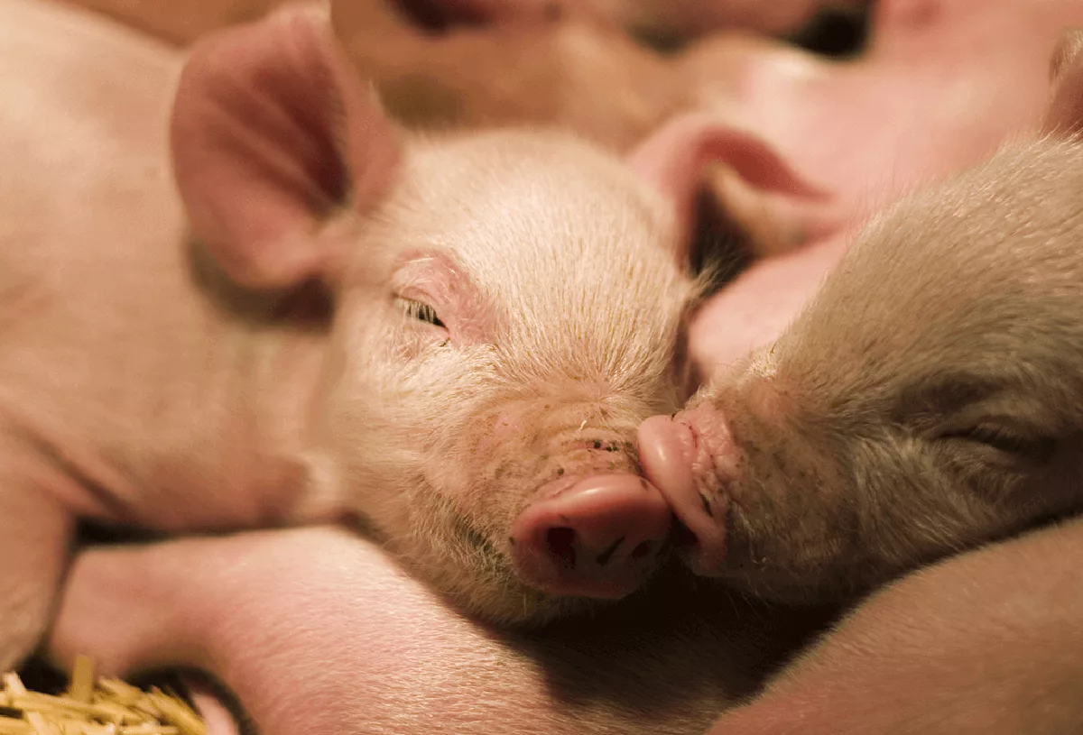 Why antibiotic use to prevent disease in livestock and poultry must remain an option