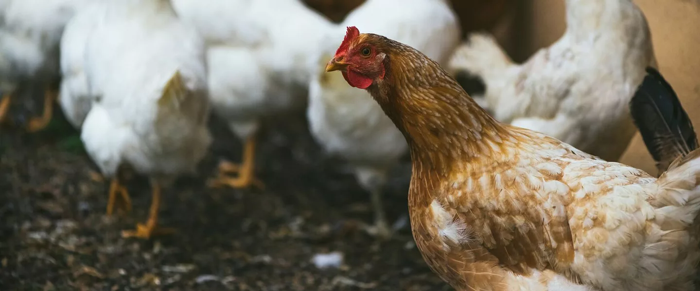 Animal Health Community Embraces Changes to Ensure Responsible Use of Antibiotics